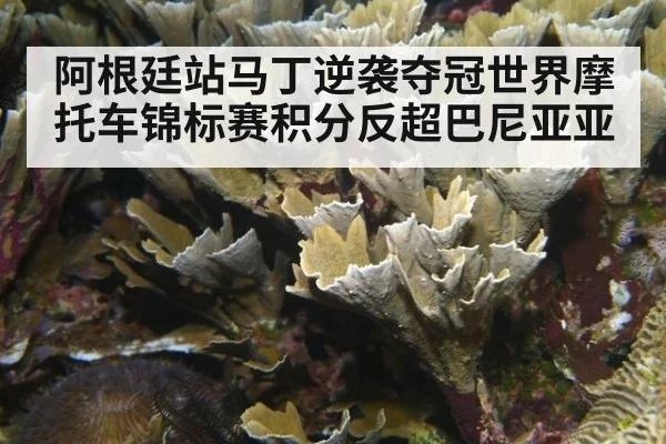 阿根廷站马丁逆袭夺冠世界摩托车锦标赛积分反超巴尼亚亚